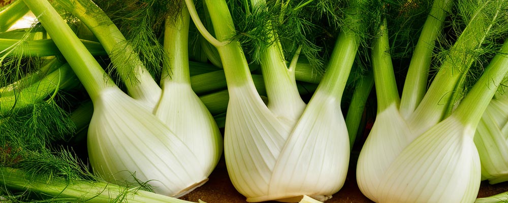 Gros plan sur des fenouils, avec leurs bulbes blancs arrondis et leurs tiges vertes et plumeuses. Leurs fines frondes ajoutent une touche délicate, illustrant la fraîcheur et l'arôme anisé de ces légumes croquants et parfumés.