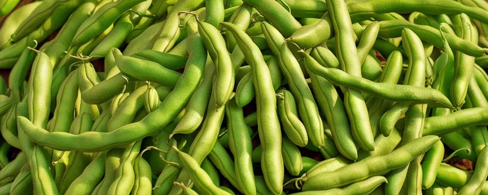 Gros plan sur des haricots verts, fins et longs, avec une peau lisse et verte éclatante. Leurs extrémités pointues et leur texture croquante mettent en avant la fraîcheur et la délicatesse de ces légumes estivaux, parfaits pour des plats légers et sains.