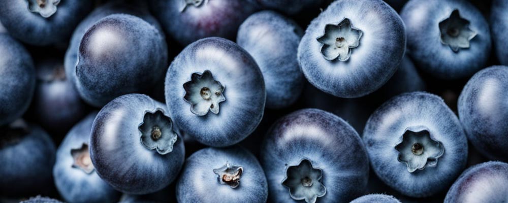 Gros plan sur des myrtilles d'un bleu noir intense et recouverte de leur fine pellicule cireuse