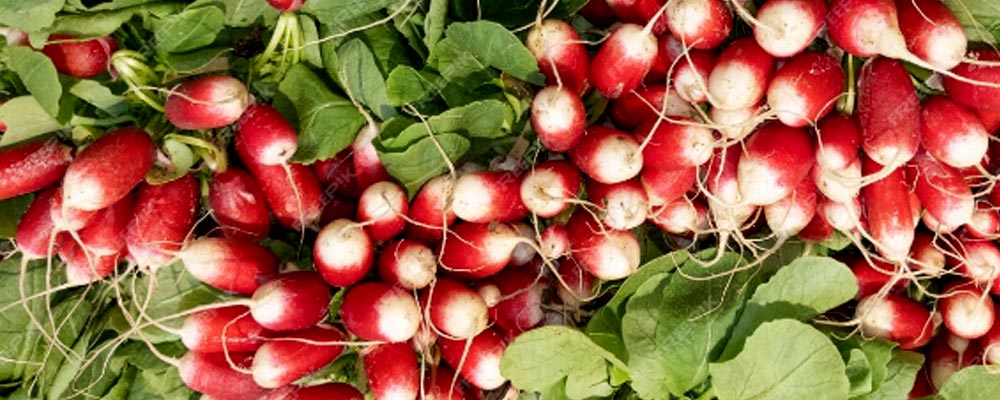 Gros plan sur des radis, avec leurs teintes rouges vives et leurs extrémités blanches. Leurs feuilles vertes et dentelées ajoutent une touche de fraîcheur, soulignant la croquante texture et le goût piquant de ces légumes racines, parfaits pour des salades et des garnitures.